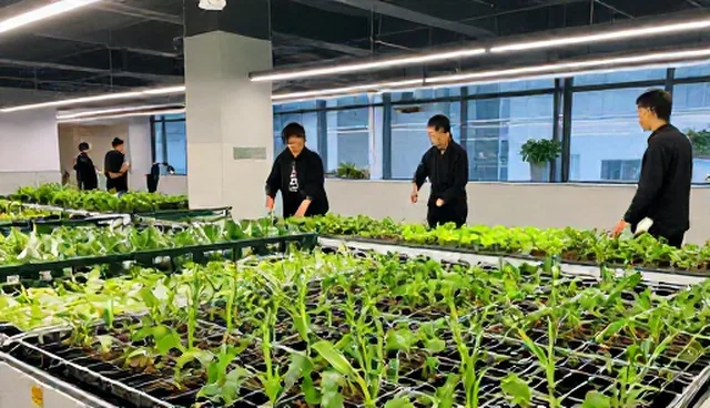 种植技术指导：种苗供应常见问题与处理方法